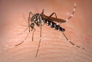 Dengue mosquito