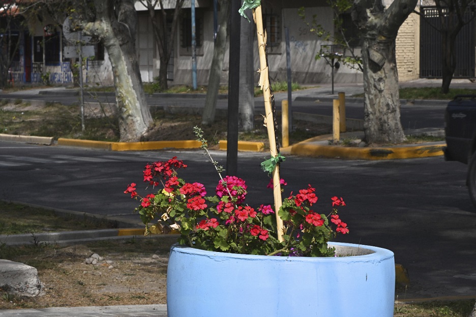 mejoras Sarmiento maceta flores