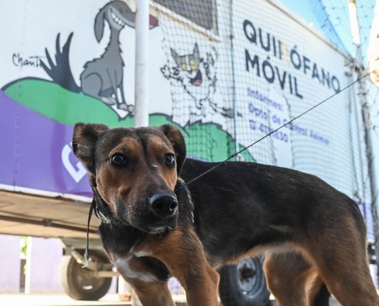 quirofano veterinario perro